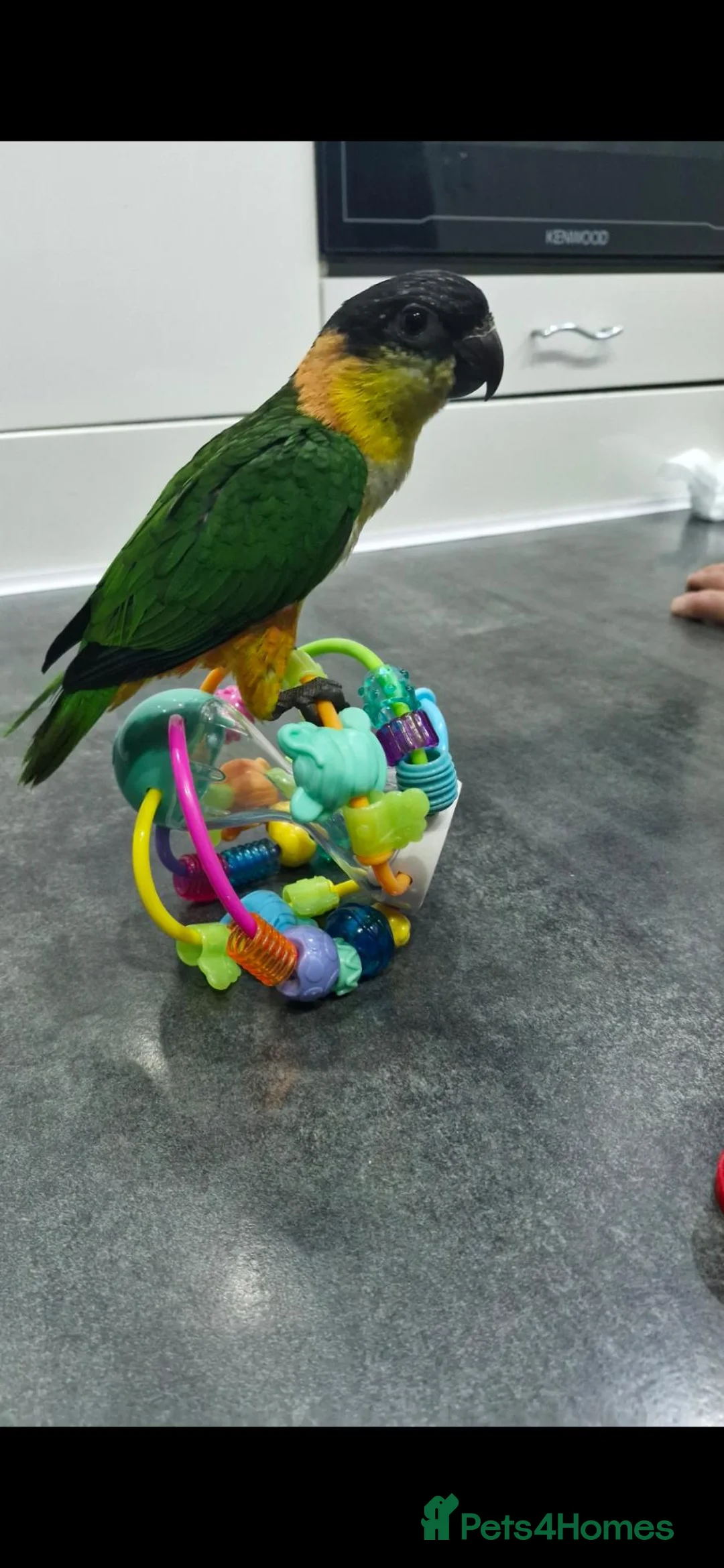 Parrots birds for sale: Hand reared Baby Black Headed Caiques  - Advert 1