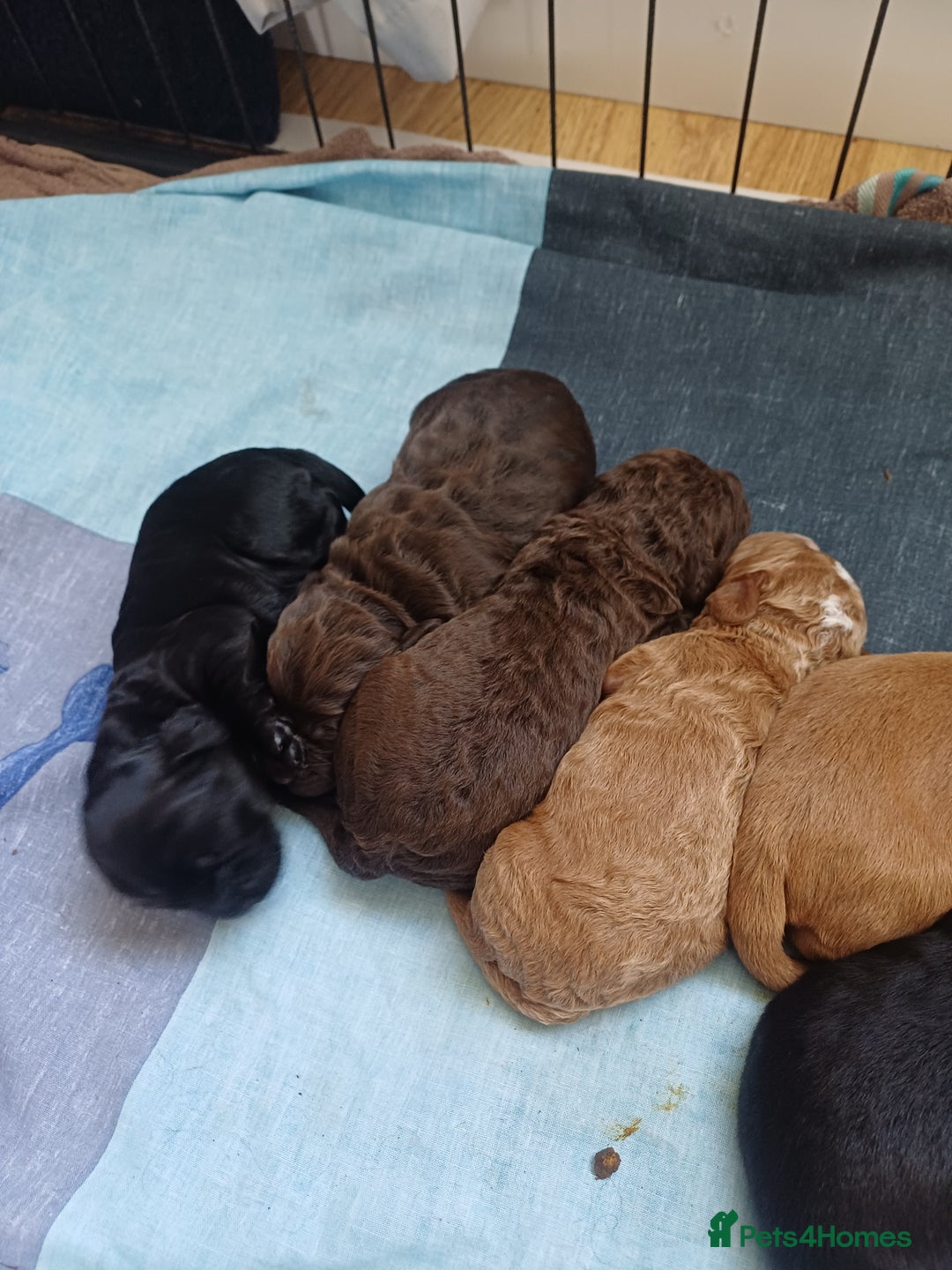 Cockapoo dogs for sale: Gorgeous Cockapoo puppies - Image 5