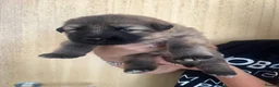 German Shepherd dogs for sale: Beautiful German Shepherd puppies in Hatfield - Advert 4