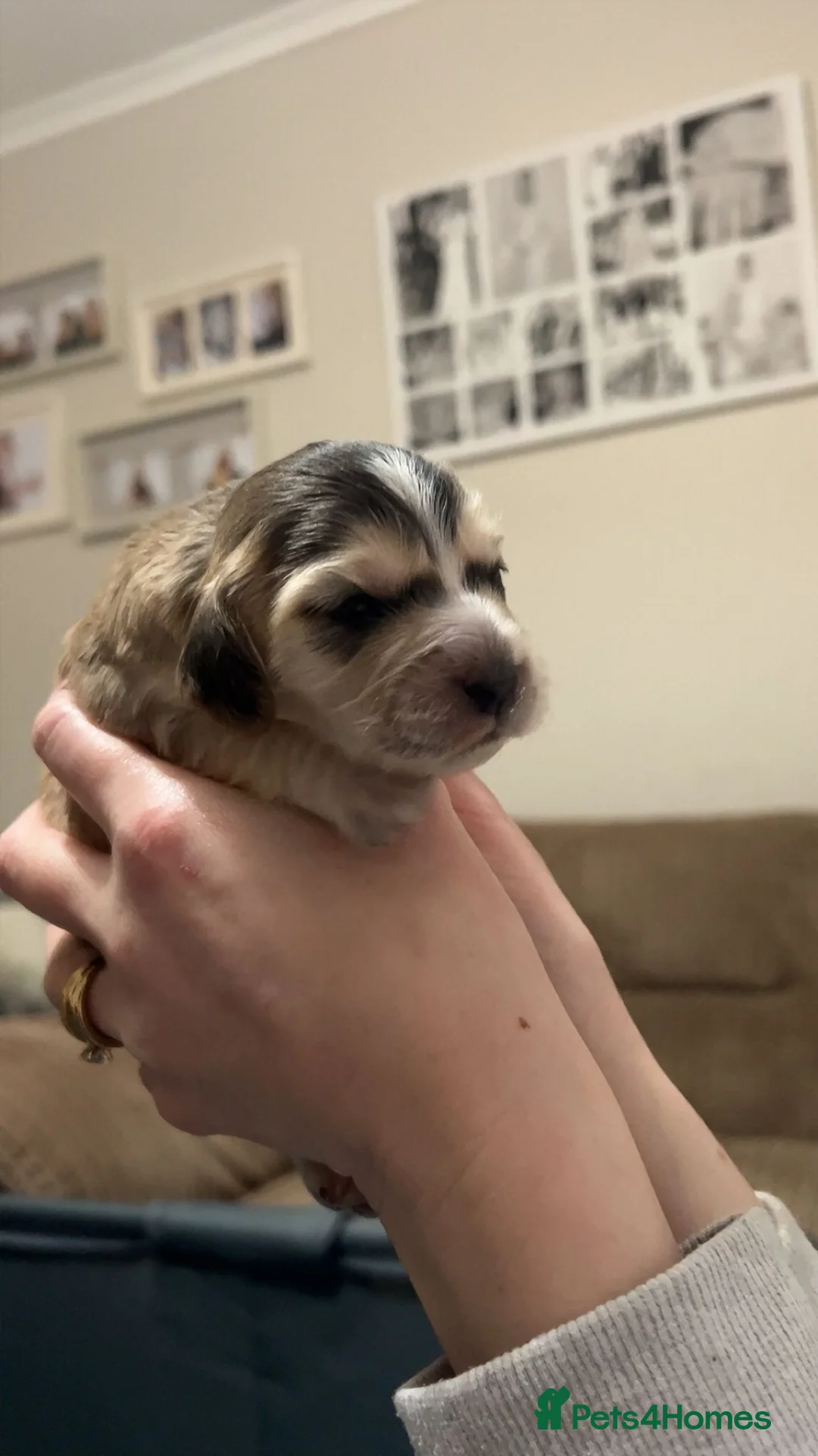 Cockapoo dogs for sale: Beautiful cockapoo puppies - Advert 22