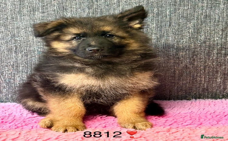 German Shepherd dogs - Advert 2