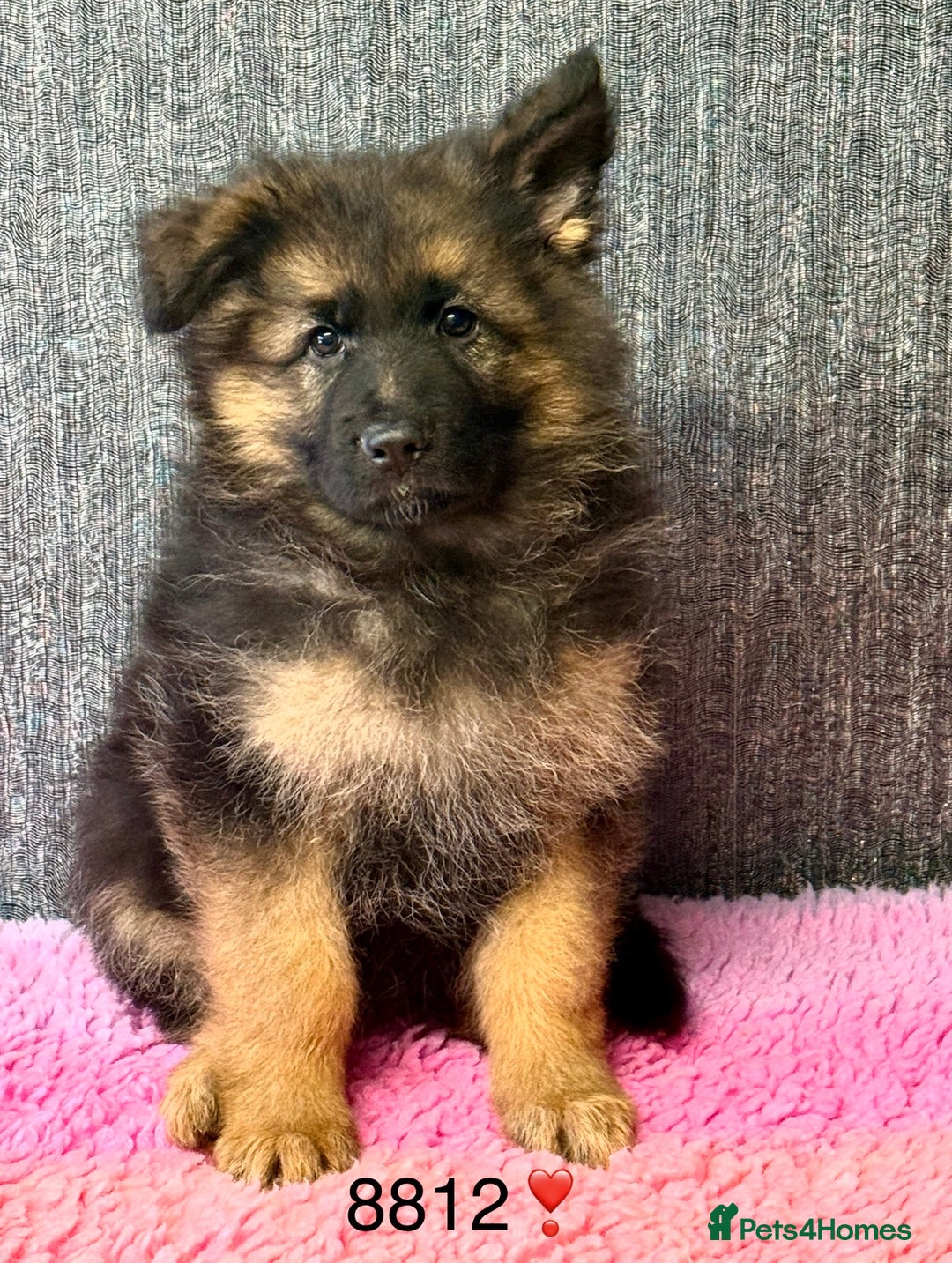 German Shepherd dogs for sale: OUTSTANDING QUALITY - Image 1