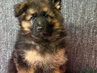 German Shepherd dogs - Advert 1