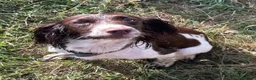 English Springer Spaniel dogs for sale: Stunning working springers  in Solihull - Advert 9