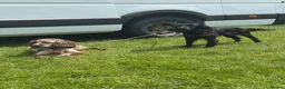 Cocker Spaniel dogs for sale: Working Cocker Spaniels in Spalding - Advert 9