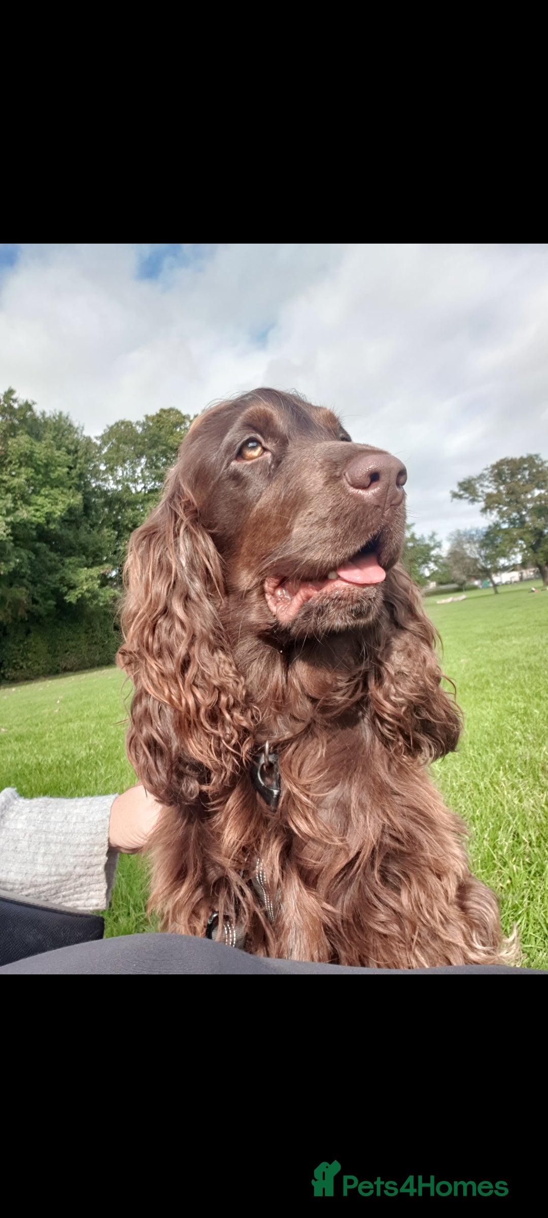 Cockapoo dogs for sale: F1 show cockapoos - Advert 2
