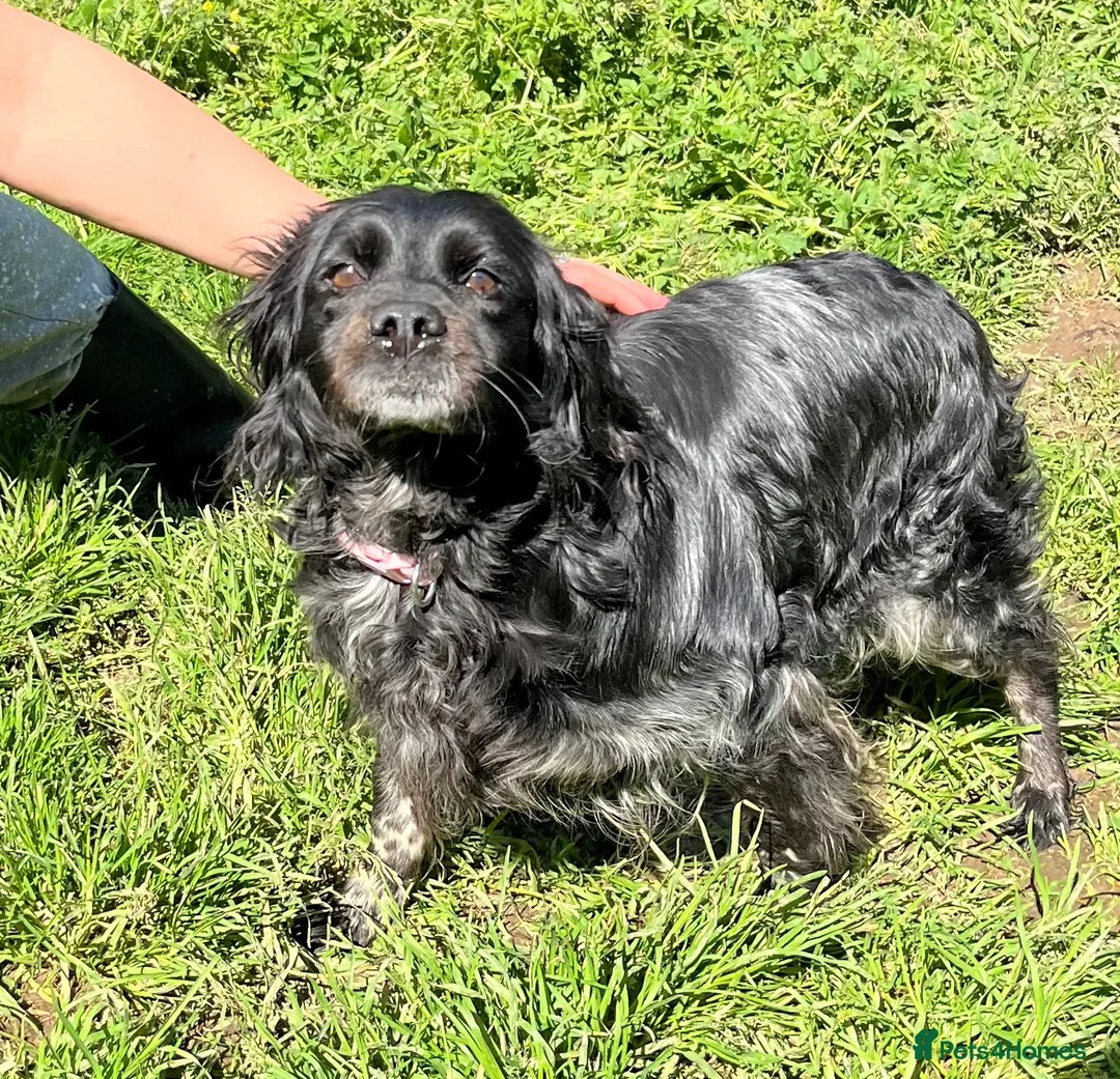 Brittany Spaniel dogs for adoption: Beautiful Older Brittany Laika in Camberley - Advert 2