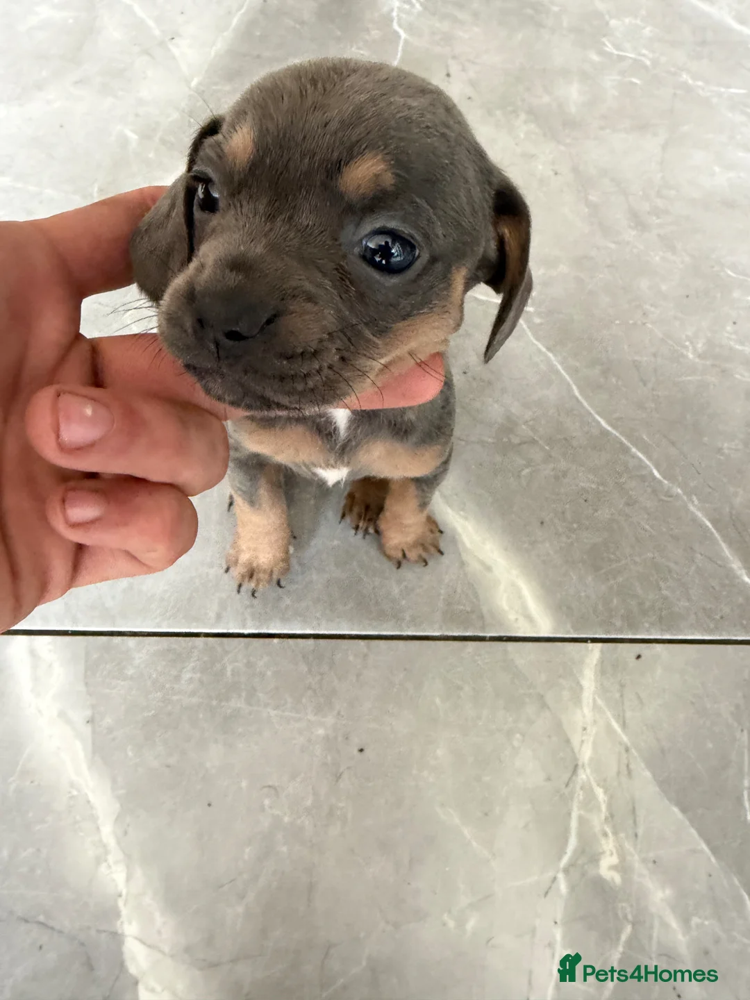 Mixed Breed dogs for sale: Mini French Dachshund Puppies 🐶❤️ - Advert 2