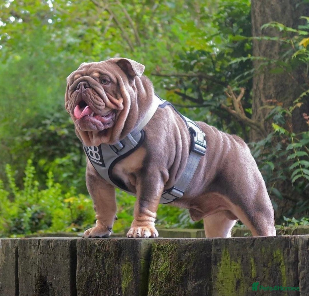 English Bulldog dogs for stud: CREATEABULLZ 🚨LOADED-LUX REDUCED  in Manchester - Image 1