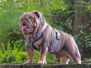 English Bulldog dogs in Manchester - Advert 4