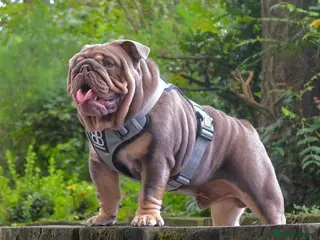 English Bulldog dogs CREATEABULLZ 🚨LOADED-LUX REDUCED in Manchester - Advert 10