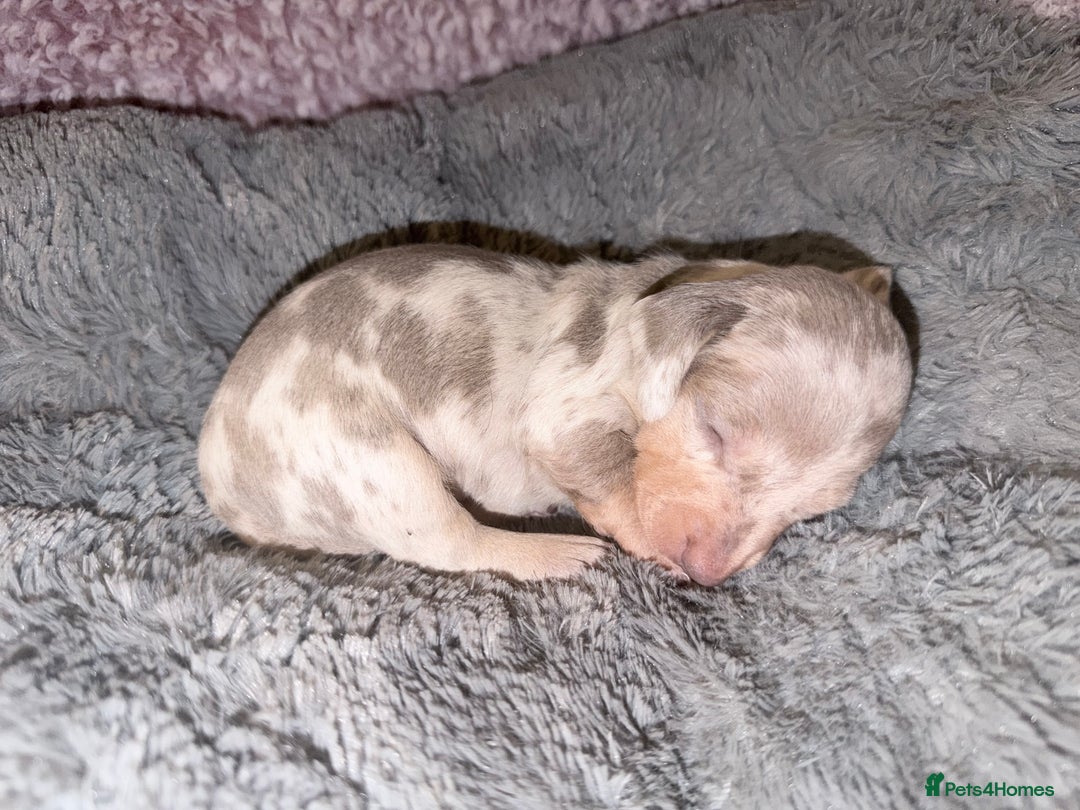 Miniature Dachshund dogs for sale: Stunning kc reg miniature dachshund puppies - Advert 16