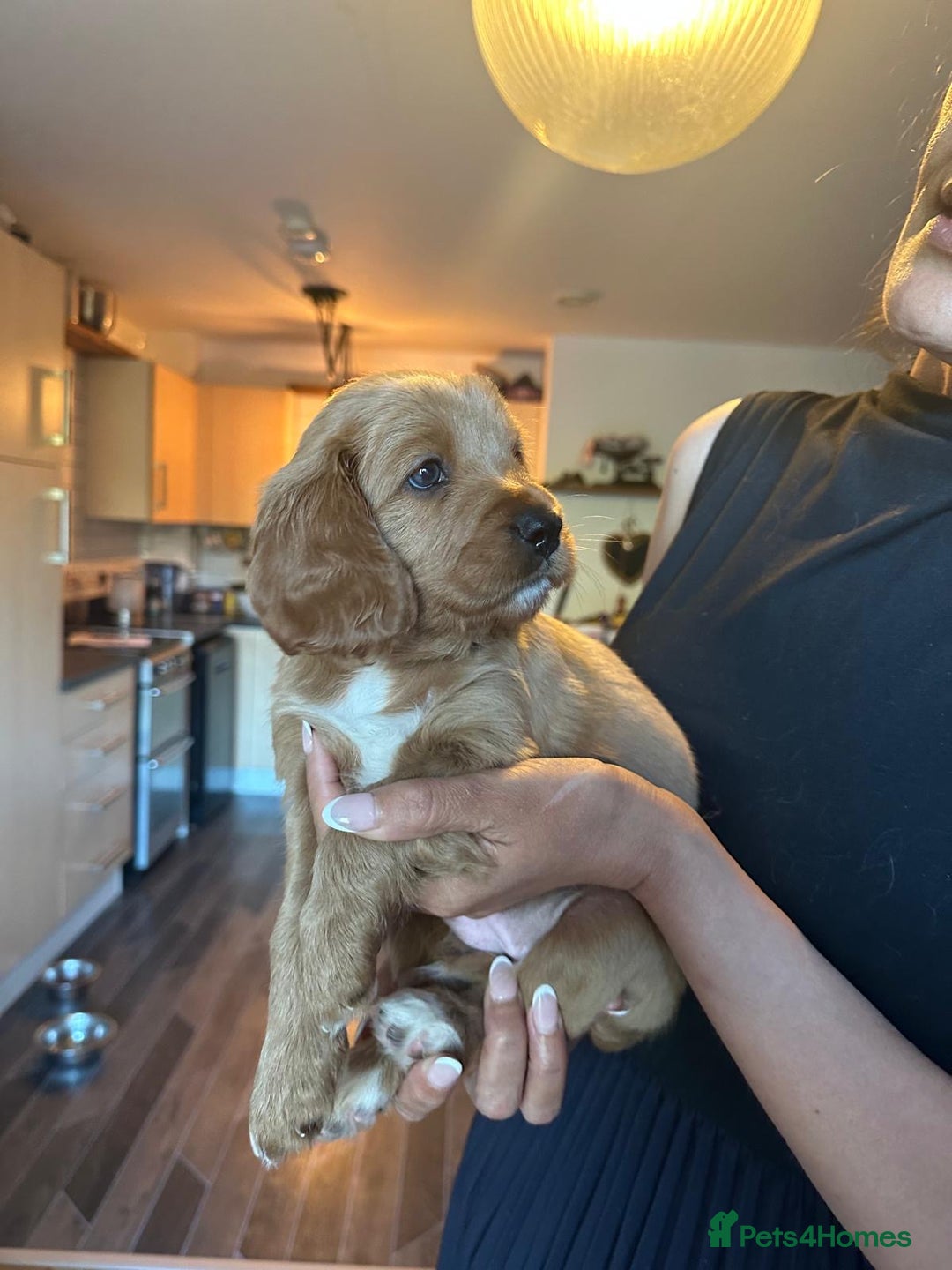 Cavapoo dogs for sale: King Charles Cavalier x Cavapoo - Image 22