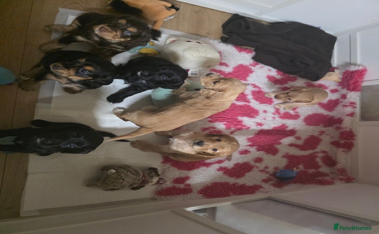 Cocker Spaniel dogs - Advert 2