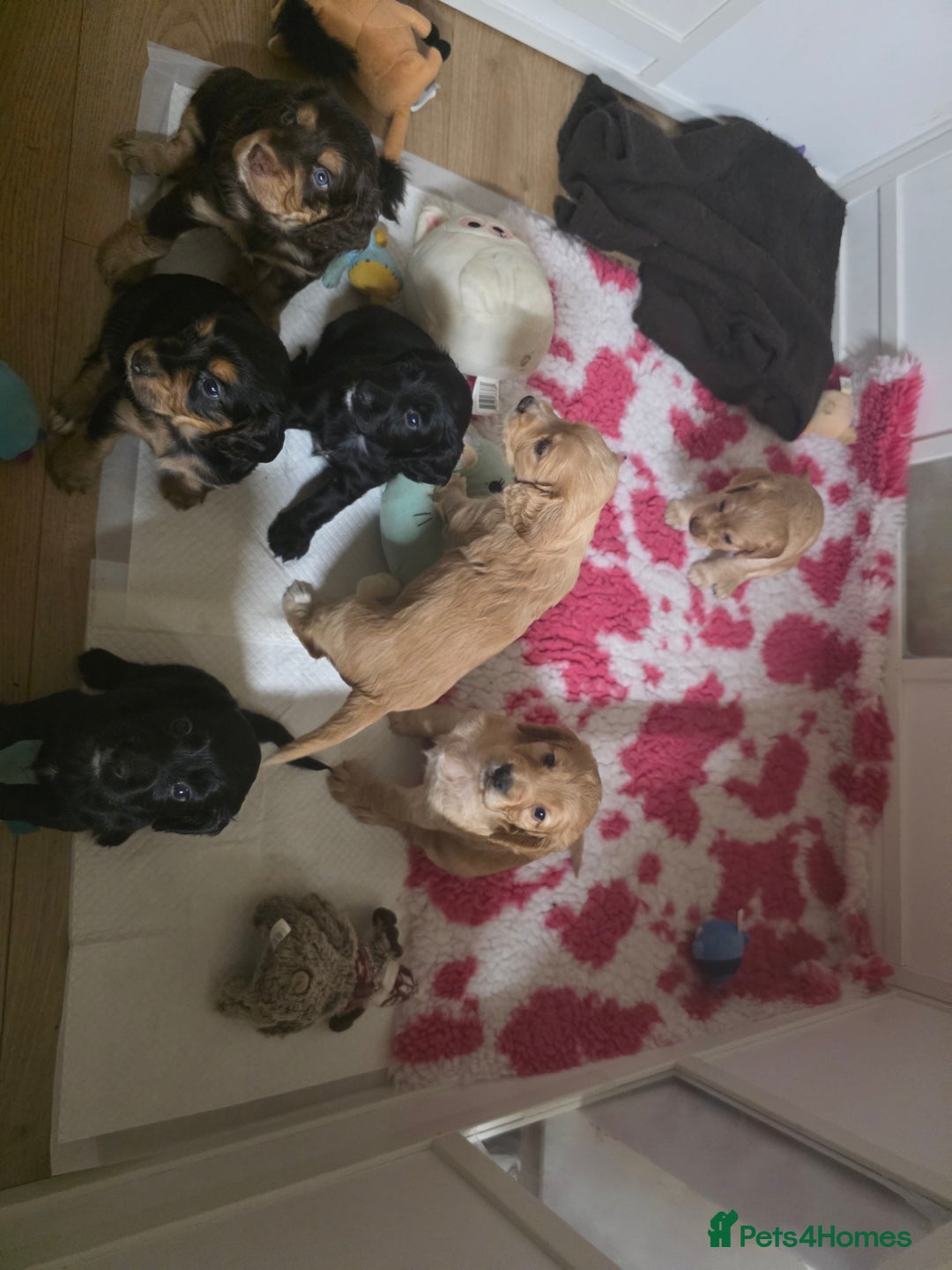 Cocker Spaniel dogs for sale: Working Cocker Spaniel Puppies - Image 1