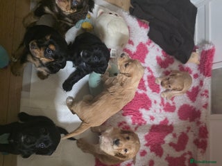 Cocker Spaniel dogs for sale - Advert 1