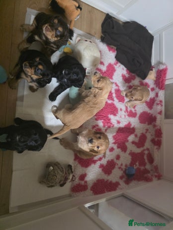 Cocker Spaniel dogs - Advert 2