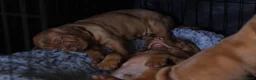Hungarian Vizsla dogs for sale: Hungarian Vizsla Puppies – Rich Geltwood Heritage - Advert 16