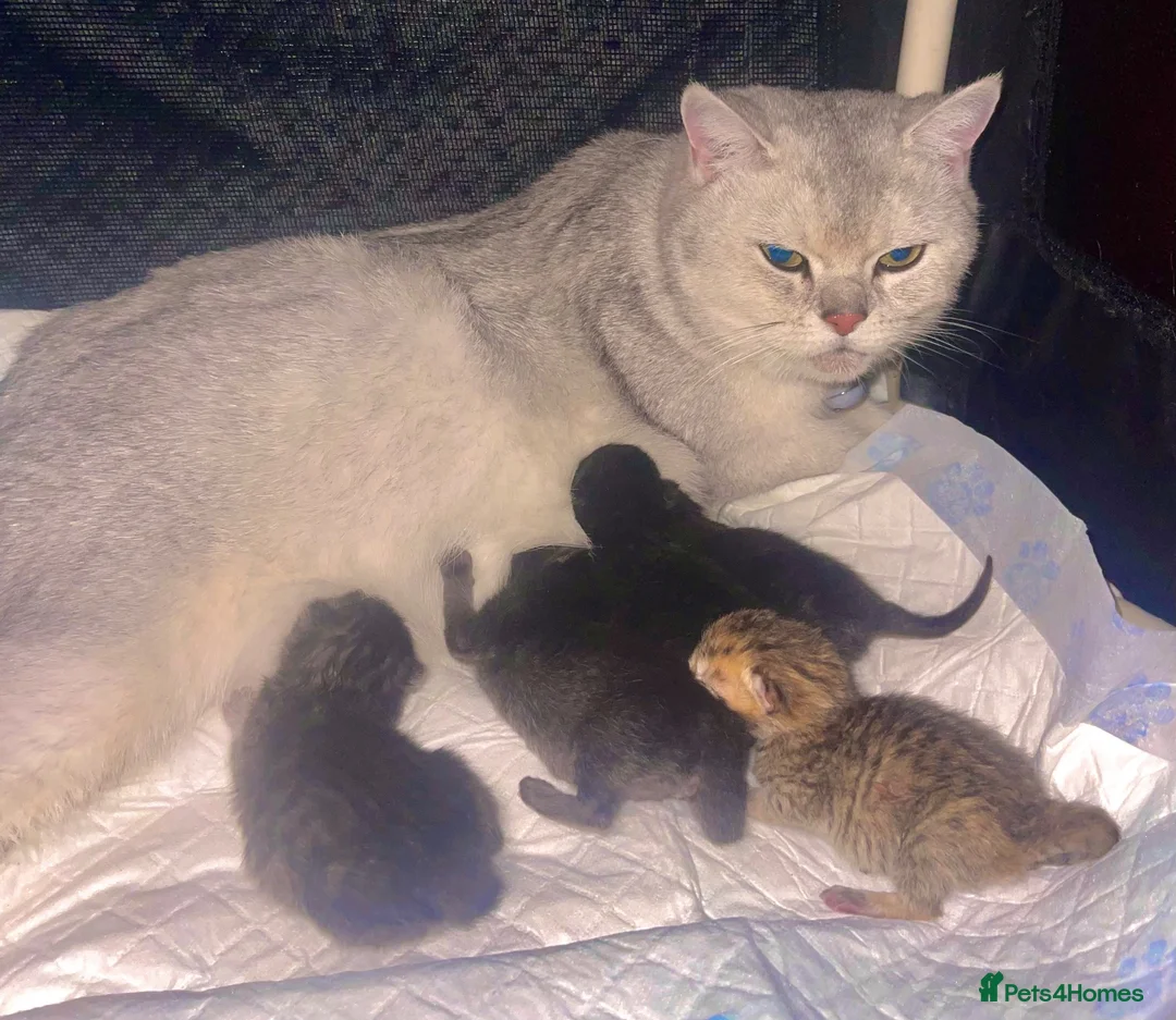 British Shorthair cats for sale: British shorthair kittens!! Waiting list open!! - Advert 8