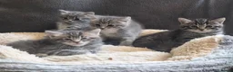 Mixed Breed cats for sale: Grey kittens - Advert 4