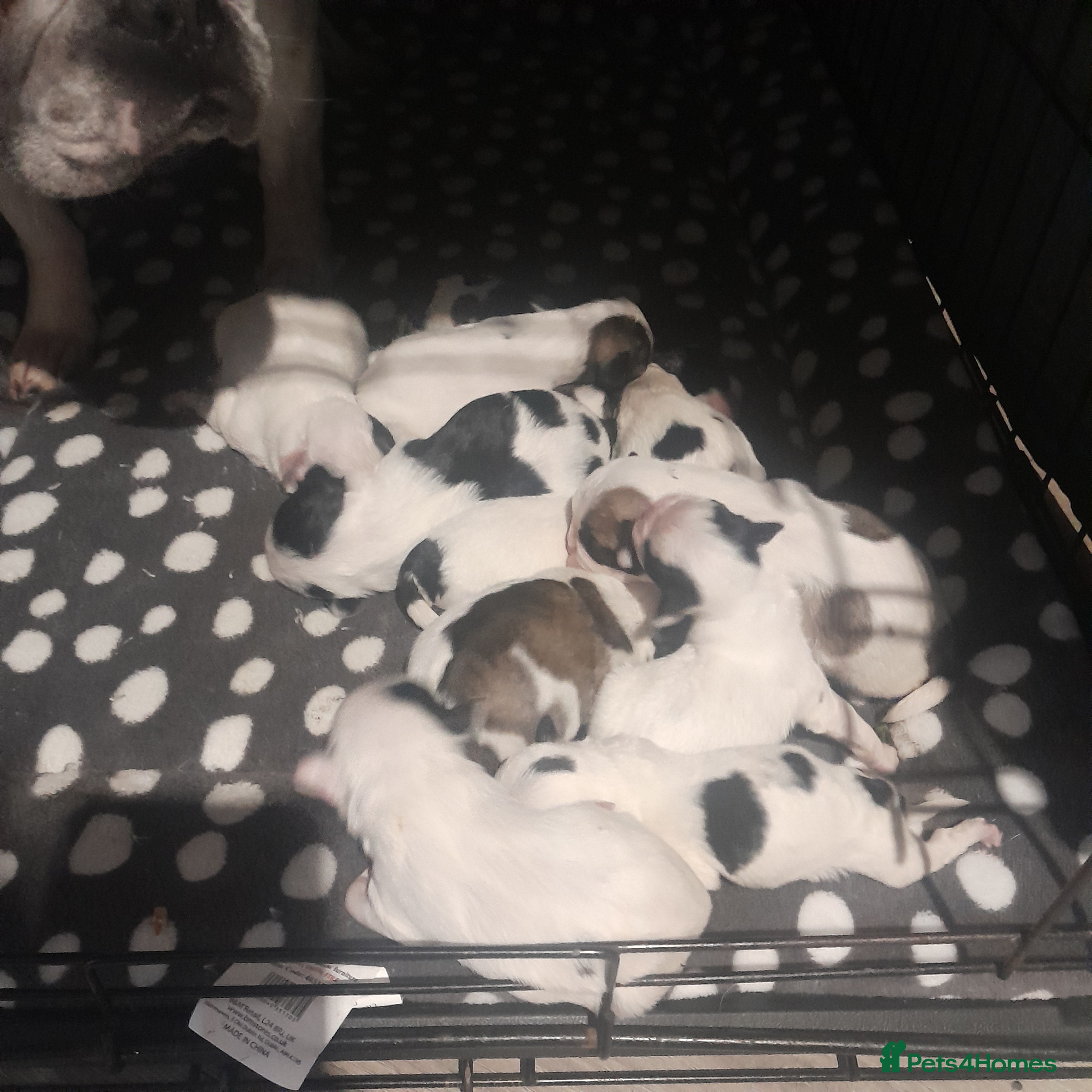 Mixed Breed dogs Frenchie/lhasa apso - Advert 3