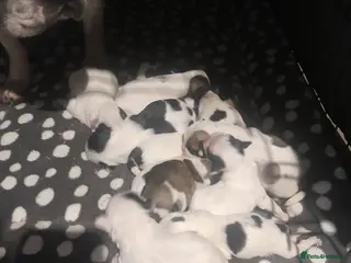 Mixed Breed dogs Frenchie/lhasa apso - Advert 2