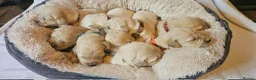 Golden Retriever dogs for sale: KC Registered Show Line Golden Retriever Puppies - Advert 9