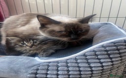 Ragdoll cats for sale: Radgoli mix maine conn - Image 2