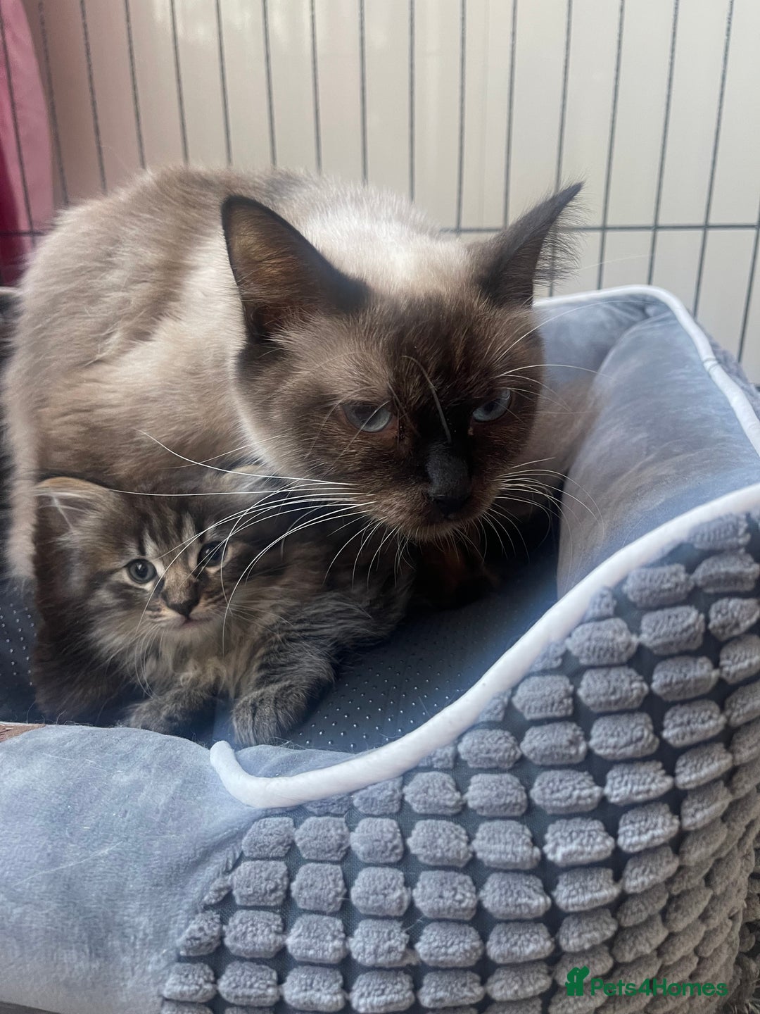Ragdoll cats for sale: Radgoli mix maine conn - Image 2