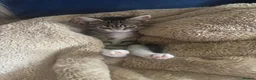 Mixed Breed cats for sale: Adorable kittens in Chesham - Advert 12
