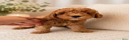 Cockapoo dogs for sale: 1 F1BB Health Tested Toy Cockapoo Left!  - Advert 13