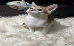 Toyger cats for sale: 4 beautiful Tabby kitties ready for new homes  - Advert 9