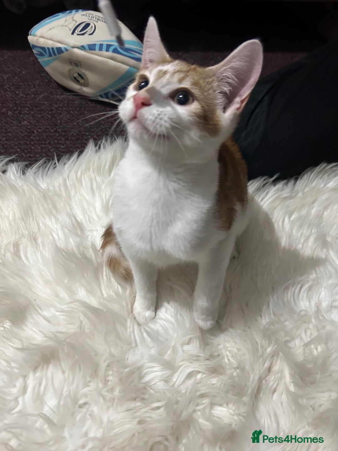 Toyger cats for sale: 4 beautiful Tabby kitties ready for new homes  - Advert 9