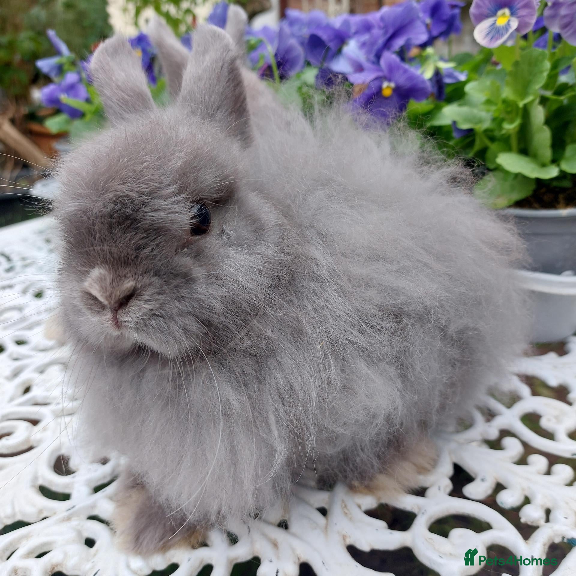 Cashmere Lop rabbits STUNNING JERSEY WOOLY X BABY  - Advert 2