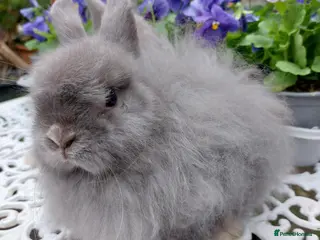 Cashmere Lop rabbits STUNNING JERSEY WOOLY X BABY - Advert 2