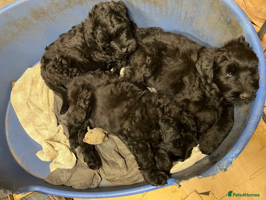 Russian Black Terrier dogs for sale: Black Russian Terrier  - Advert 2