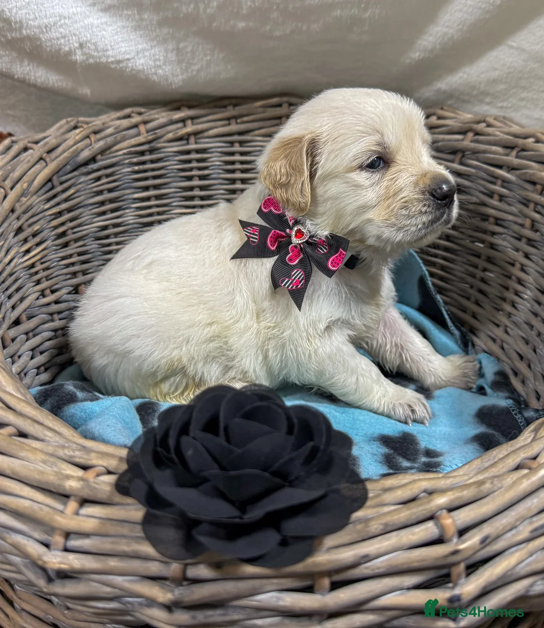 Golden Retriever dogs for sale: Stunning Kc registered golden retrievers - Advert 7