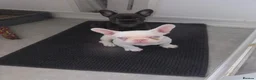 French Bulldog dogs for sale: Fluffy and Pink - Advert 21