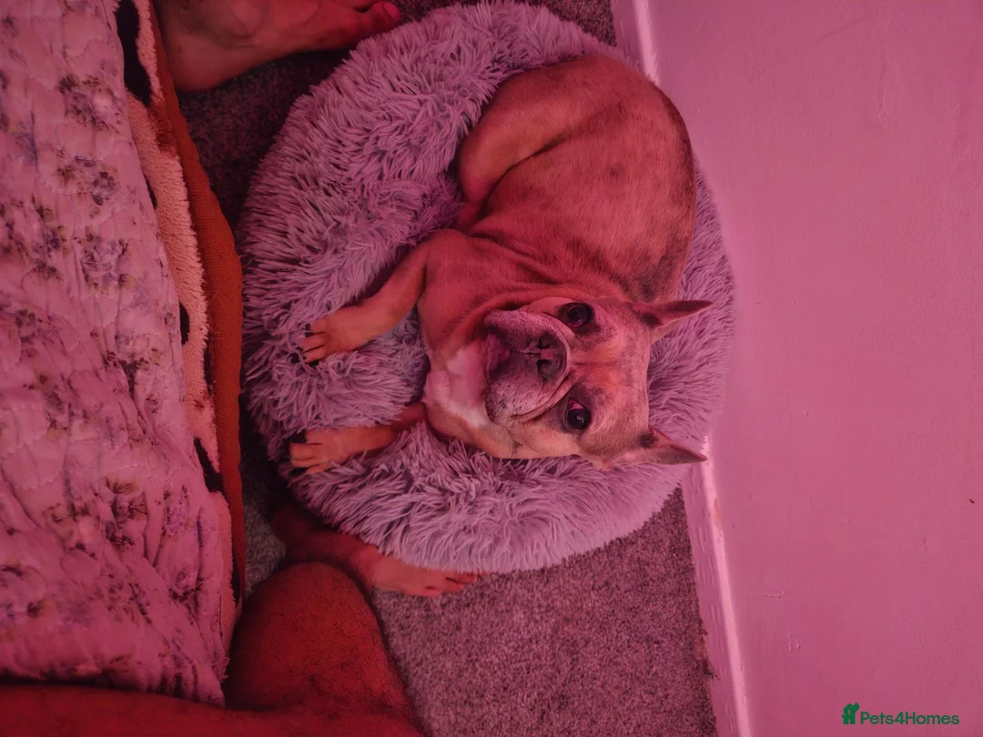 French Bulldog dogs for sale: Beautiful 5-Year-Old Female French Bulldog – Bella in London - Advert 1