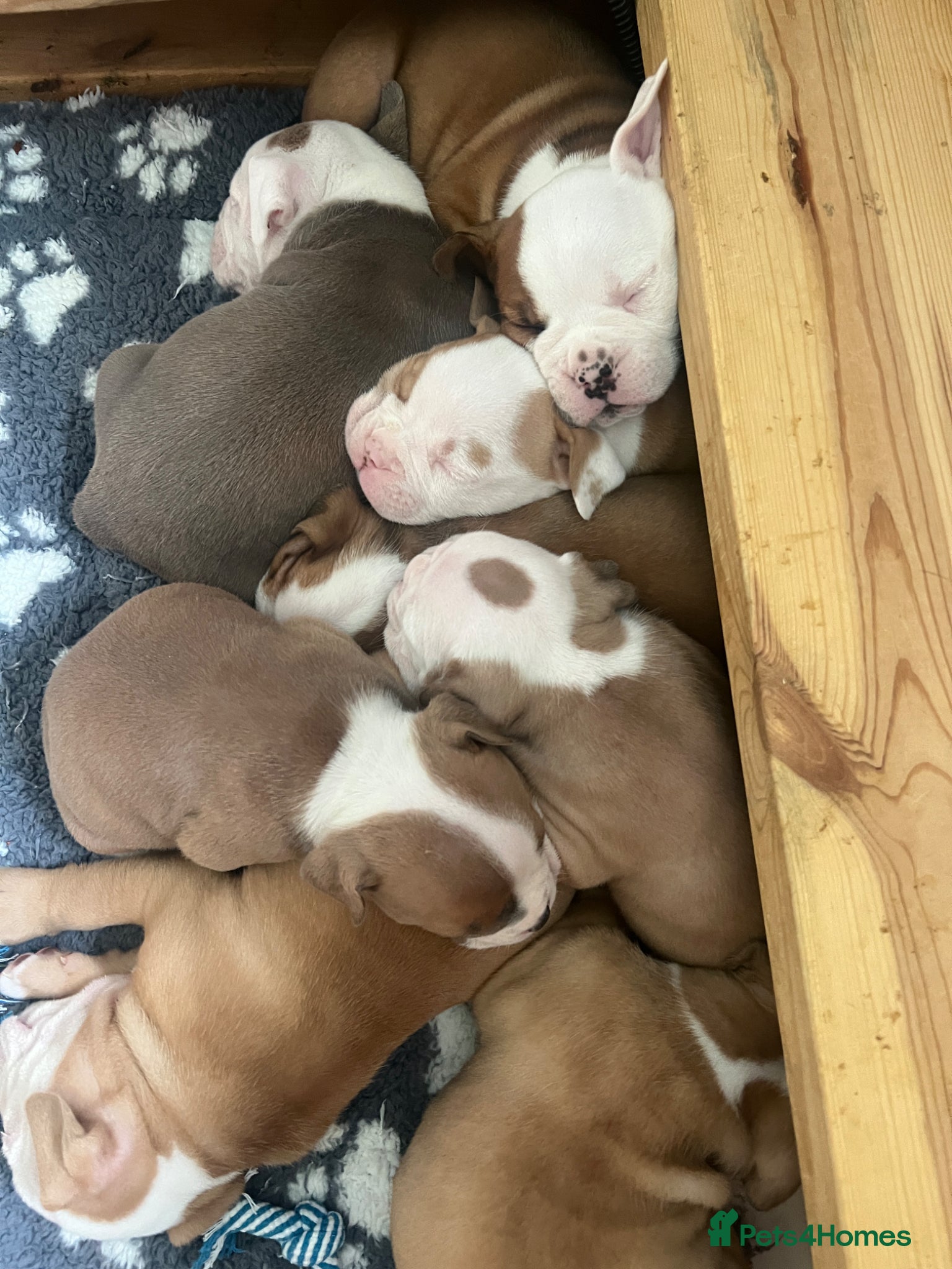 Old Tyme Bulldog dogs 8 Chunky beautiful Old Tyme Bulldog Puppies  - Advert 1