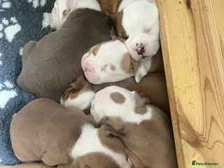 Old Tyme Bulldog dogs 8 Chunky beautiful Old Tyme Bulldog Puppies - Advert 2