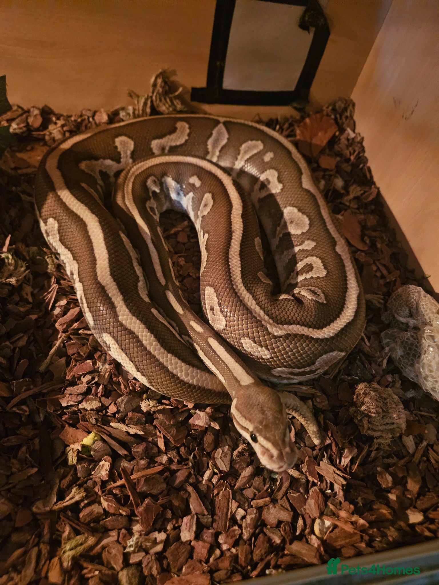 Python Snake reptiles Beautiful butter het clown female - Advert 1