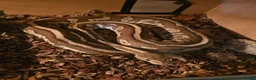 Python Snake reptiles for sale: Beautiful butter het clown female in Swansea - Advert 1