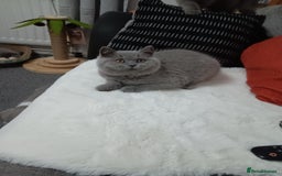 British Shorthair cats for sale: British shorthairs from  champion  line's  - Image 3