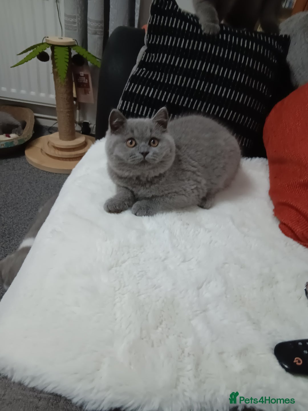 British Shorthair cats for sale: British shorthairs from  champion  line's  - Image 3