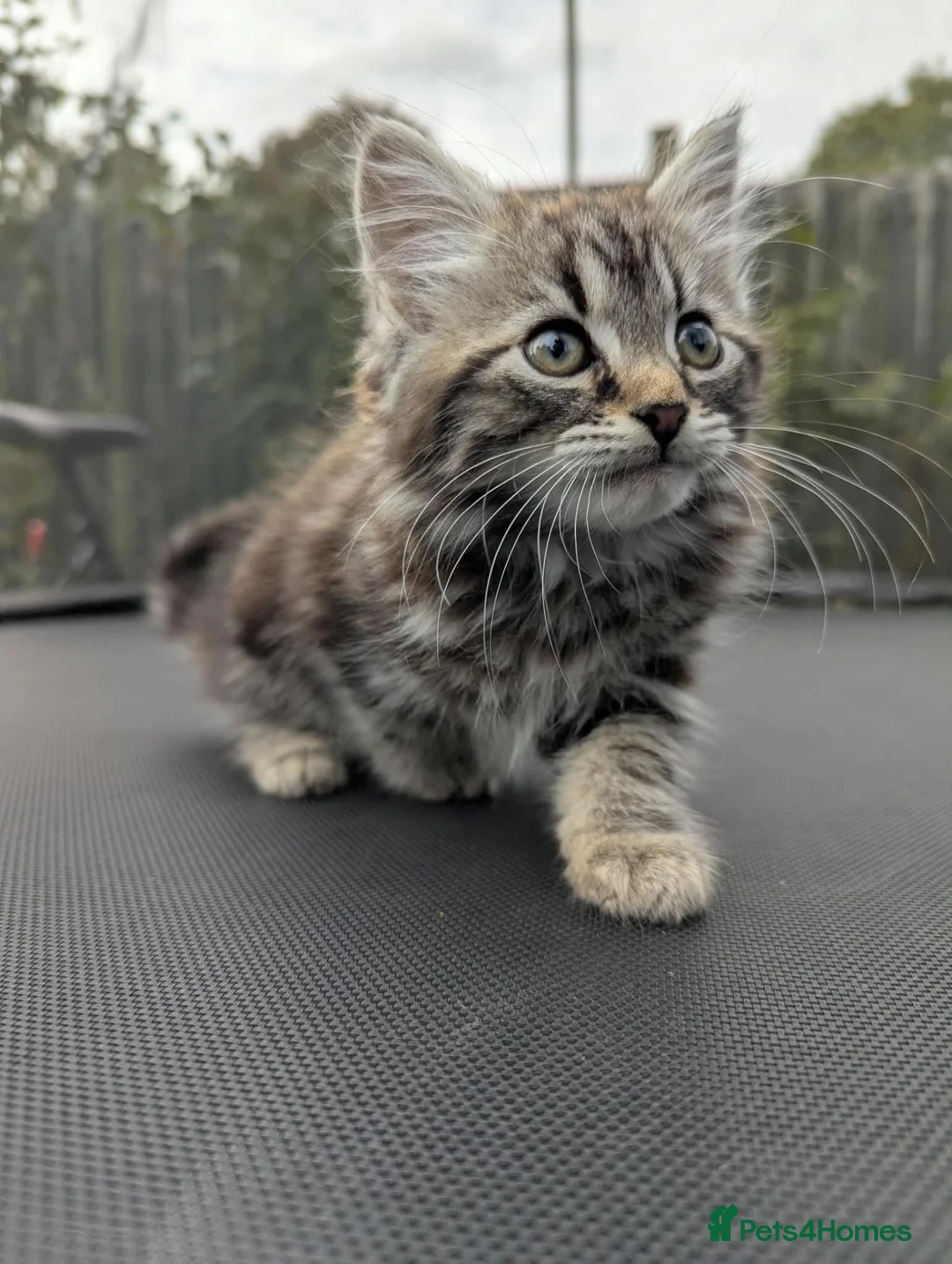 European cats for sale: Playful kittens  - Advert 2