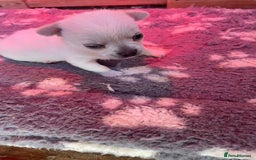 Chihuahua dogs for sale: Chunky Chihuahua puppy  - Image 6