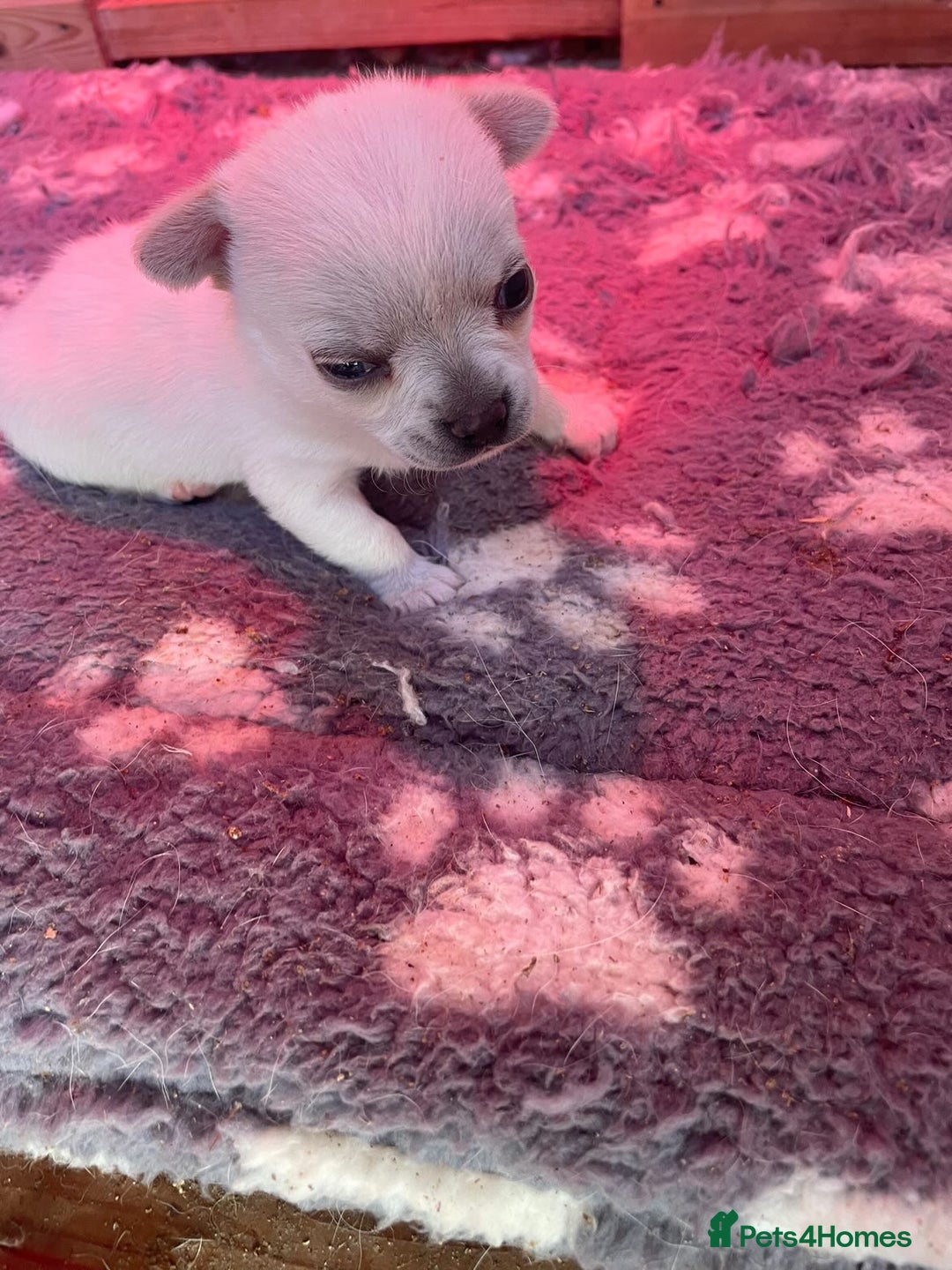 Chihuahua dogs for sale: Chunky Chihuahua puppy  - Image 6