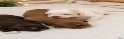 Shih Tzu dogs for sale: Chocolate Shih Tzu Puppies Ready June - Advert 10