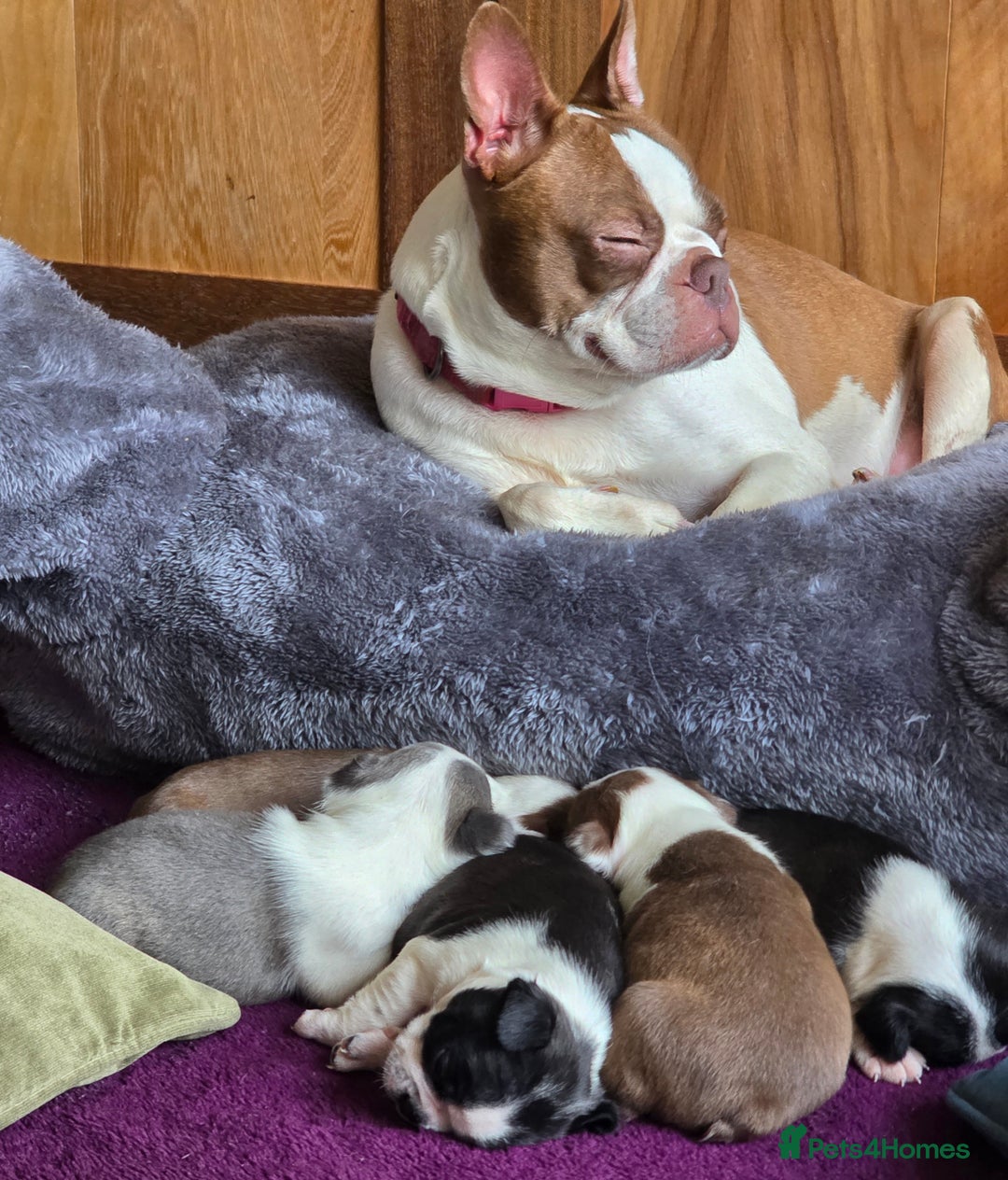 Boston Terrier dogs for sale: Stunning KC Reg Boston Terrier last girl left - Advert 11